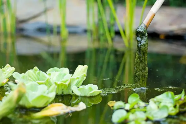 Carefully removing algae from a garden pond with a bamboo cane