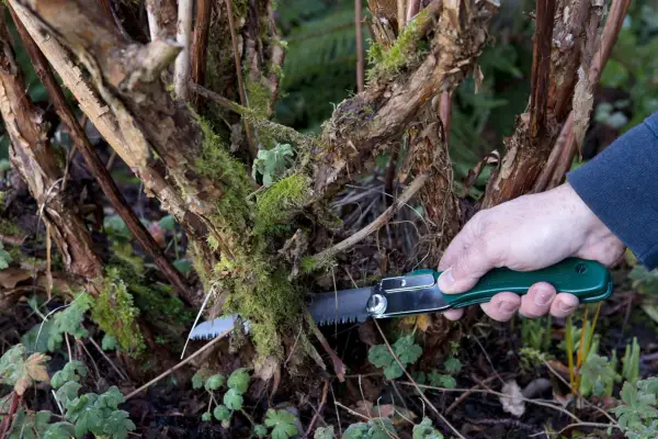 Pruning a shrub with a pruning knife