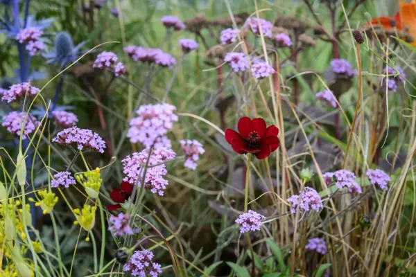 A variety of nectar-rich flowers including cosmos and verbena