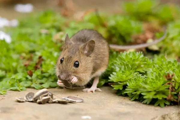 Field mouse eating sunflower seeds. Getty images