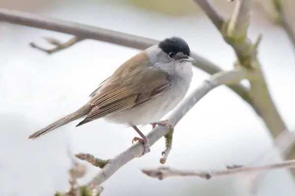 Blackcap. Getty images.