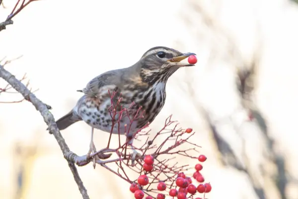 Redwing. Getty images.