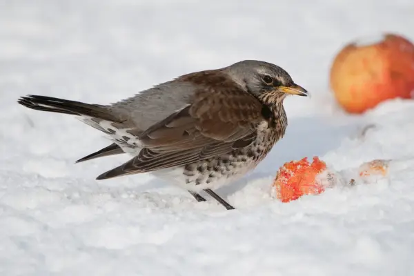 Fieldfare. Getty images.