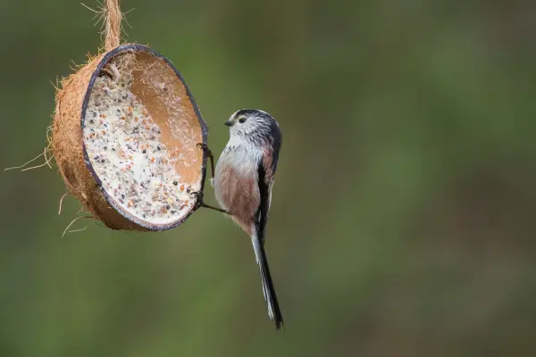 Long-tailed tit. Getty images.