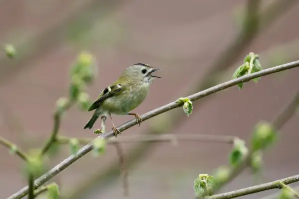 Goldcrest. Getty images.