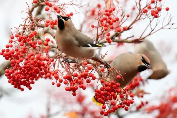 Waxwings. Getty images.