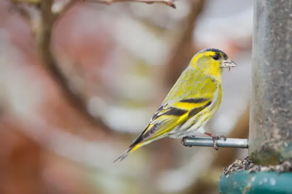 Siskin. Getty images.