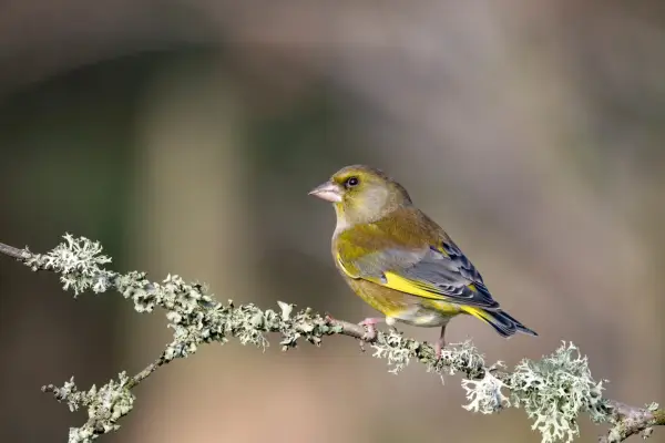 Greenfinch. Getty images.