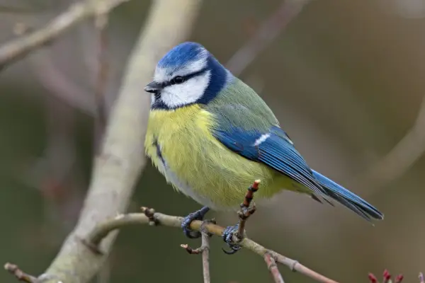 Big Garden Birdwatch에서 찾을 여덟 개의 새