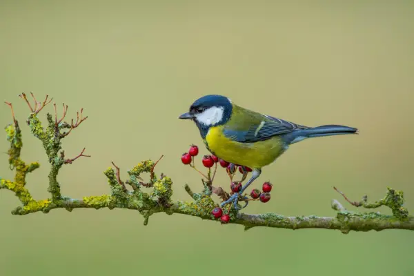 Wildlife Watch: Great Tit