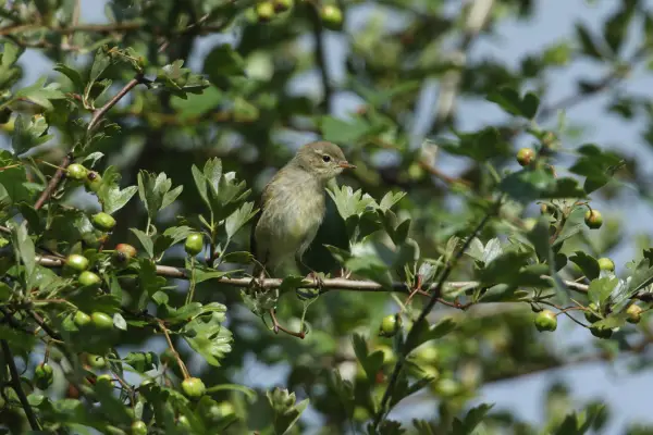 Wildlife Watch: Chiff Chaffs