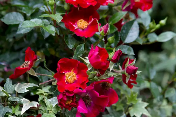 Scarlet blooms of Rosa 