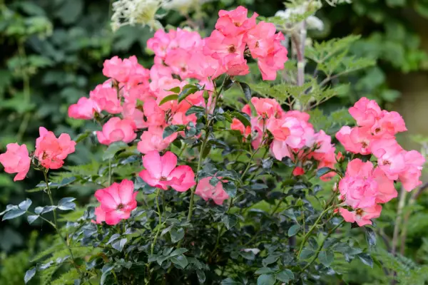 Coral pink single flowers of Rosa 