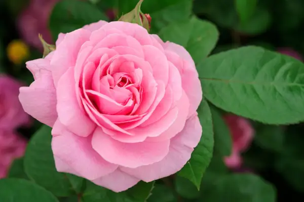 Pink Rosa 