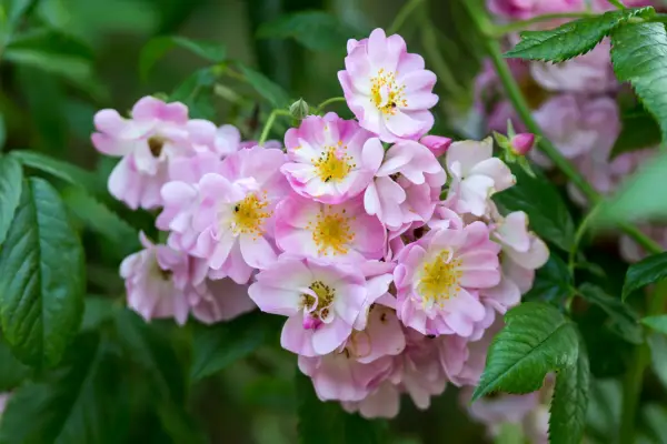 A cluster of pink and white flowers of Rosa 