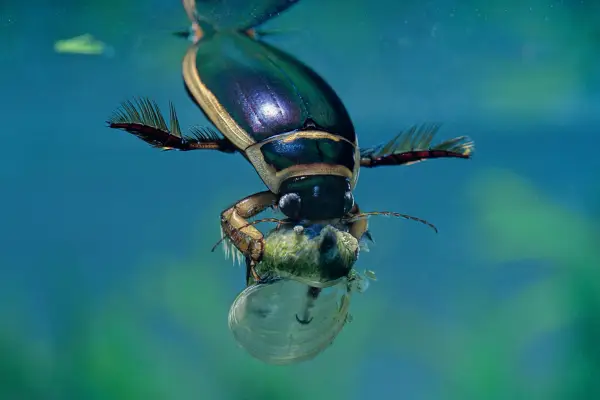 Wildlife Watch: Marele Beetle de scufundări