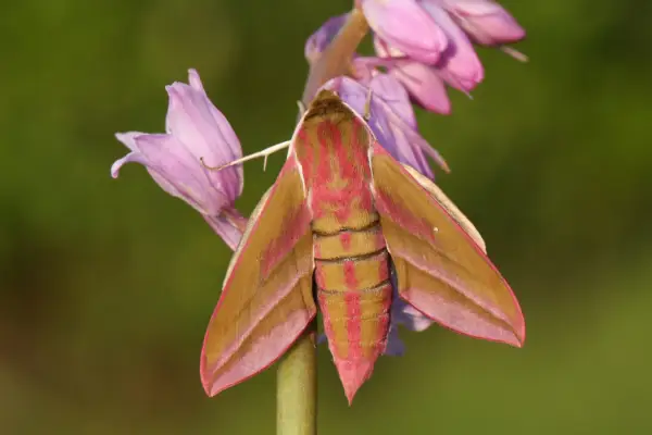 Wildlife Watch: Elephant Hawk-Moth