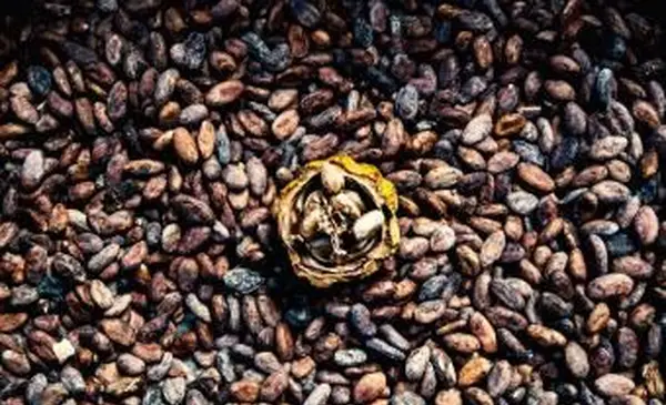 Effets secondaires et avantages du cacao brut