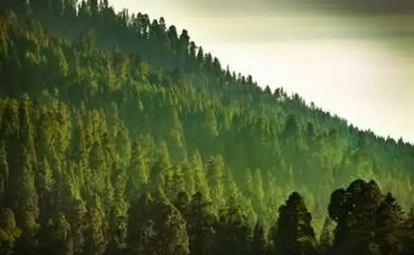 Bergwald der Sierra Nevada