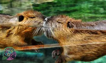 https://cf.ltkcdn.net/dating/images/slide/331080-850x566-beavers.webp