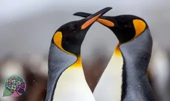 https://cf.ltkcdn.net/dating/images/slide/331072-850x566-penguins.webp