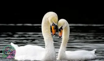 https://cf.ltkcdn.net/dating/images/slide/331073-850x566-swans.webp