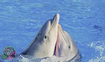 https://cf.ltkcdn.net/dating/images/slide/331074-850x566-dolphins.webp