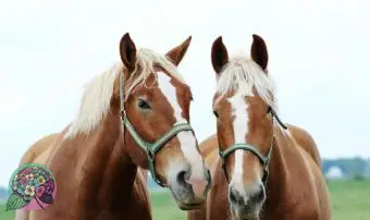 https://cf.ltkcdn.net/dating/images/slide/331075-850x566-horses.webp