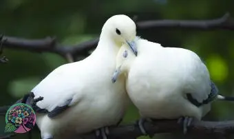 https://cf.ltkcdn.net/dating/images/slide/331077-850x566-doves.webp