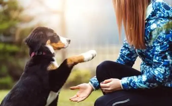 נער אילוף כלב בפארק