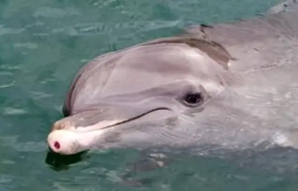 オハイオ州クリーブランドのシーワールドはまだ開いていますか？