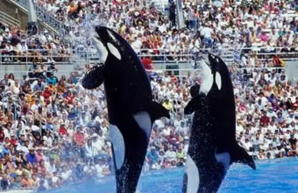 シーワールドでのシャムパフォーマンス