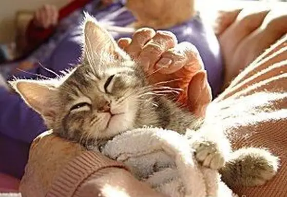 יתרונות מפתיעים של טיפול בחיות מחמד