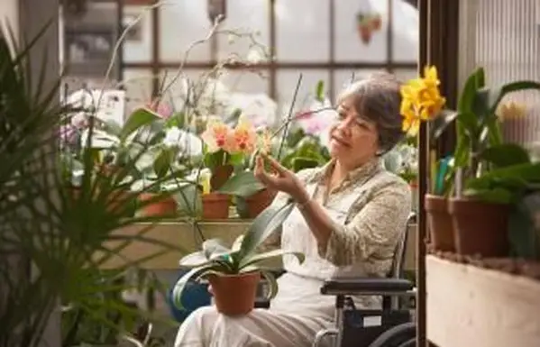 femme, dans, fauteuil roulant, tendre, fleurs