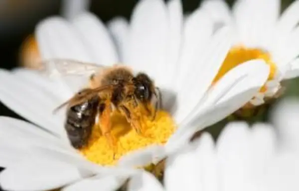 ¿Puede el polen de abeja restaurar el color de las canas?