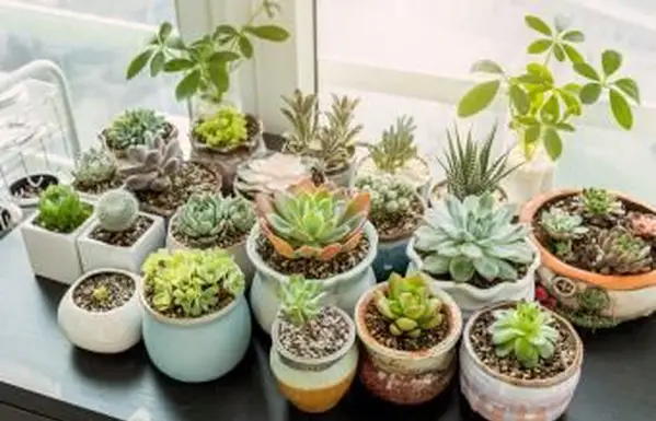 plantes succulentes