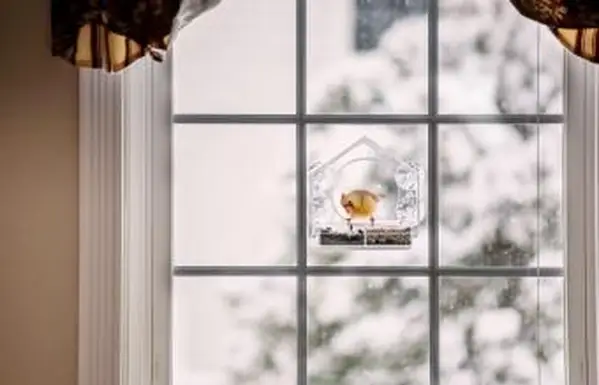 Oiseau Cardinalis perché sur une mangeoire en verre en plastique