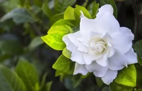 치자 나무 잎이 노랗게 변하는 이유는 무엇입니까?