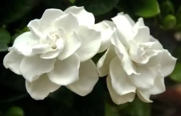 Entretien des plantes de gardénia