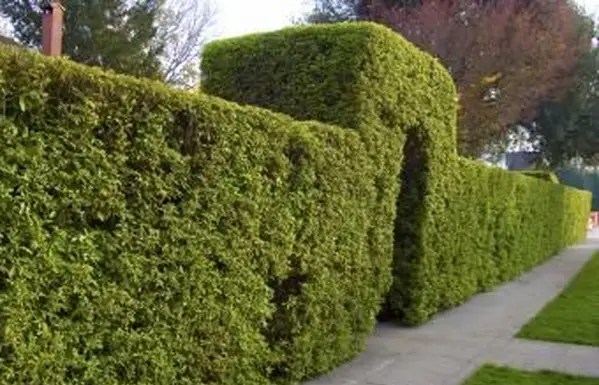 Melhores arbustos para privacidade