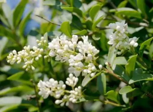 イボタノキの花