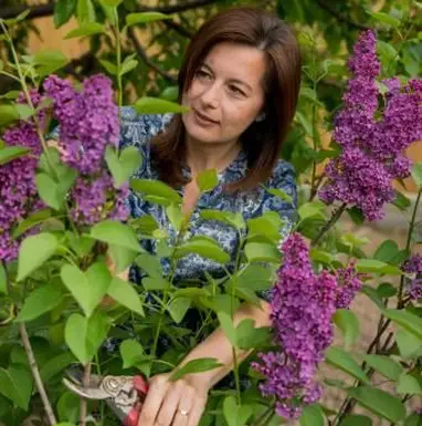 Cięcie krzewów bzu