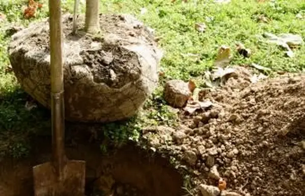 Kula korzenia drzewa