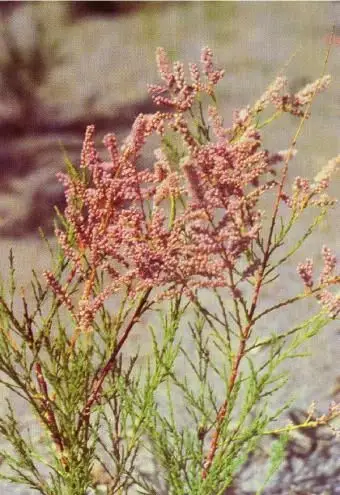 Tamarix chinensis Lour