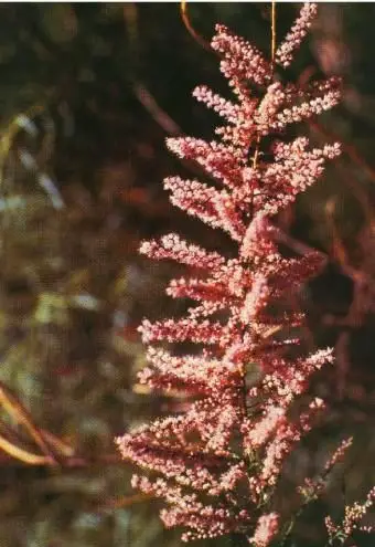 Tamarix ramosissima Ledeb - słony cedr