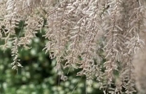 tamaryszek francuski