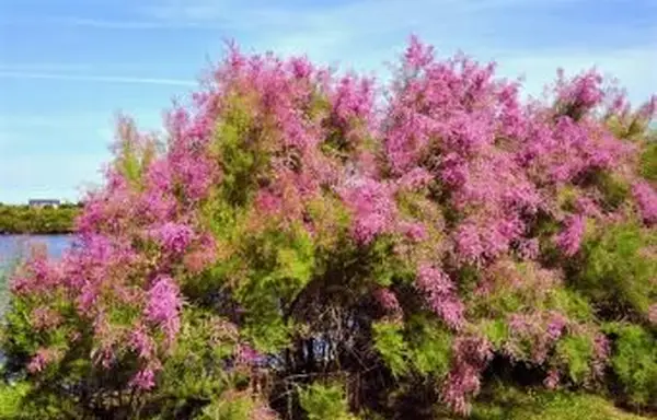 Tamaryszek: inwazyjne rodzaje krzewów i drzew