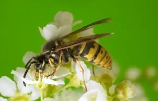 Behandlung eines Gelbwestenstichs