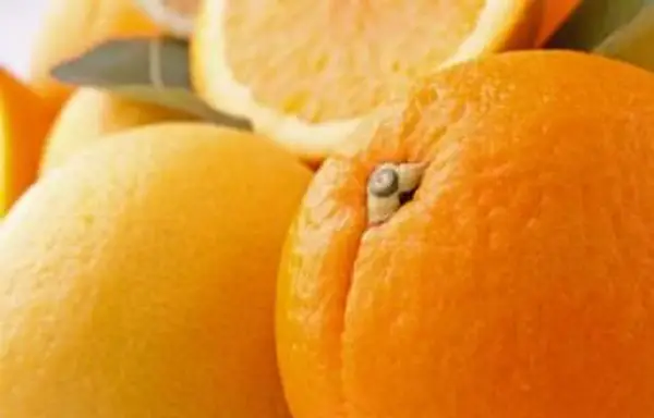 目を覚まし続けるために食べる