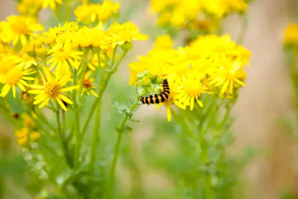 Cinnabar moth caterpillar feeding on ragwort. Getty Images